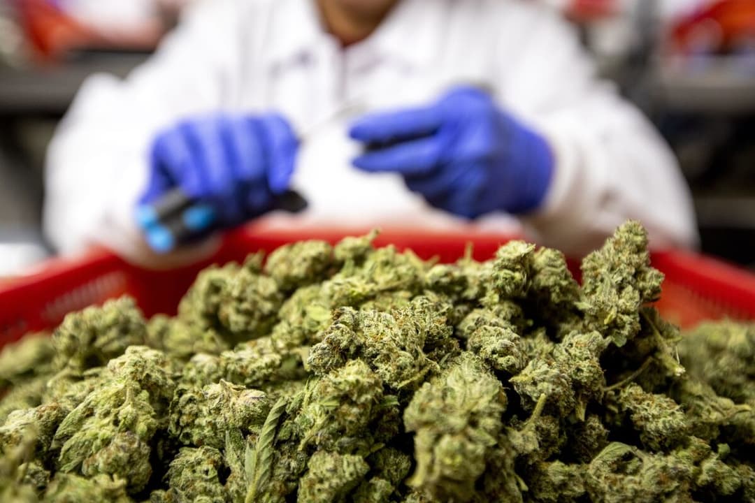 US Reduces Marijuana Restrictions in Lift to Ailing Industry - Bloomberg