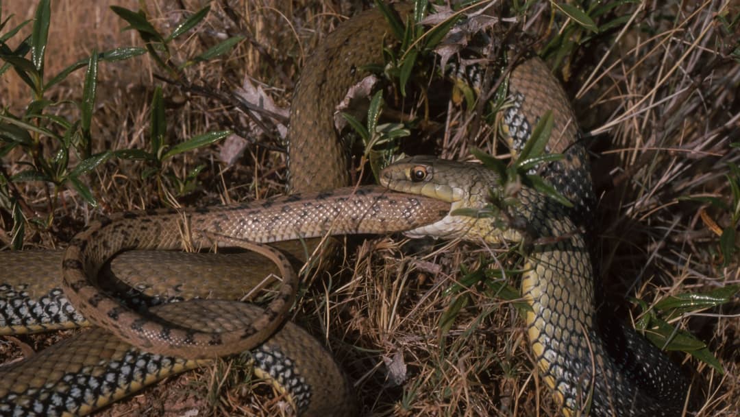 Snakes keep evolving into cannibals — here's what scientists think is going on - Live Science