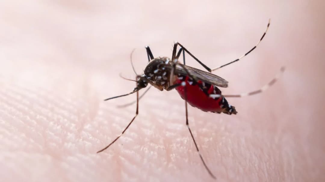 Dengue Is Surging in Florida—and It’s Claimed Its First Life in Nearly 100 Years - Gizmodo