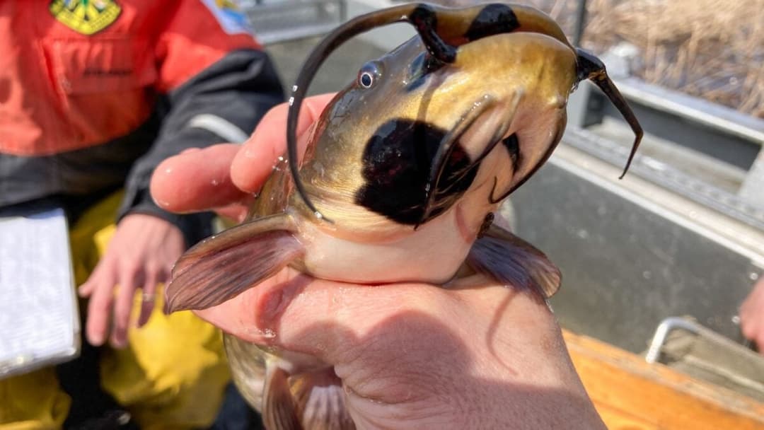 Scientists Discover the First-Ever Contagious Cancer in Fish - Gizmodo