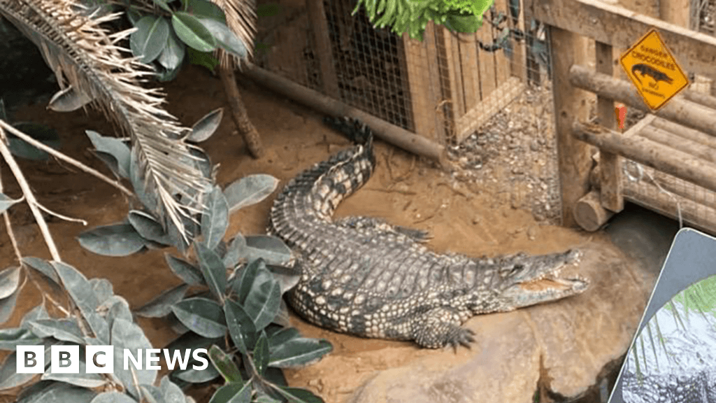 Man arrested after boy injured in zoo crocodile enclosure - BBC