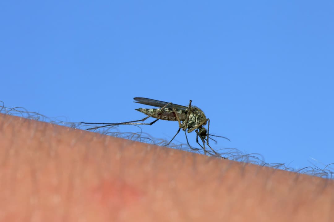 Google applies for permit to release 32 million mosquitoes in Calif. - SFGATE