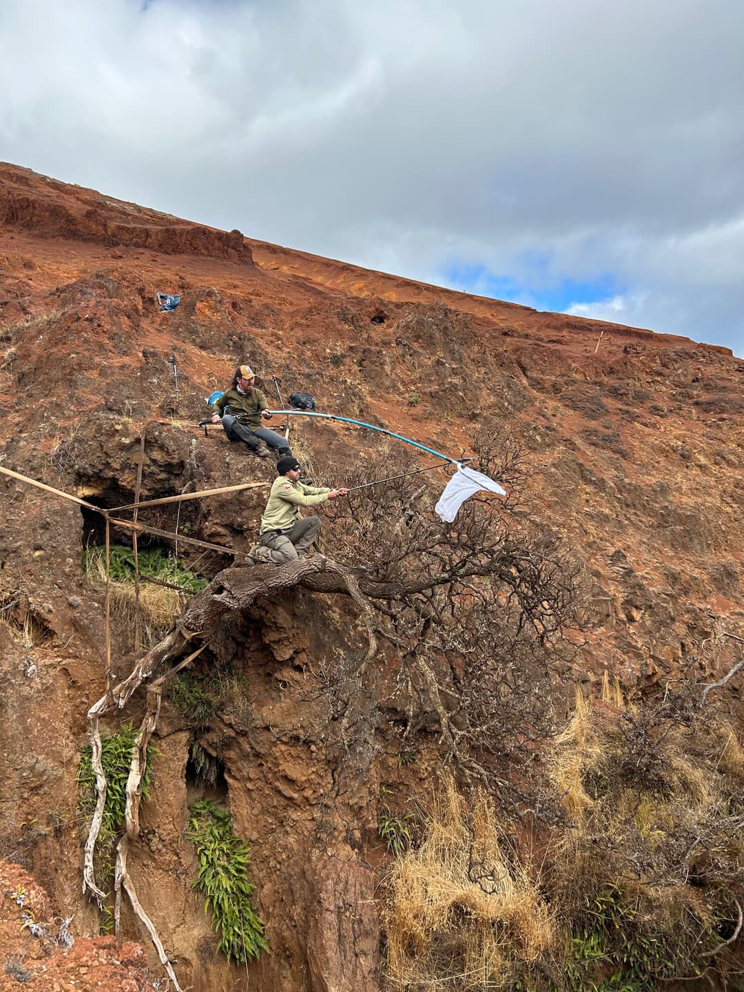Last-of-its-kind tree clinging to cliffside finds new hope at botanic gardens - Phys.org