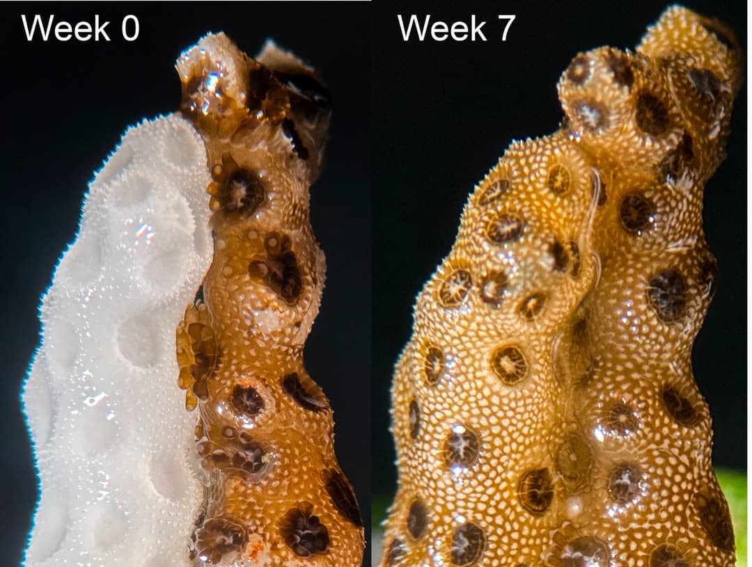 Scientists discover a way to reverse coral bleaching at record speed - Phys.org