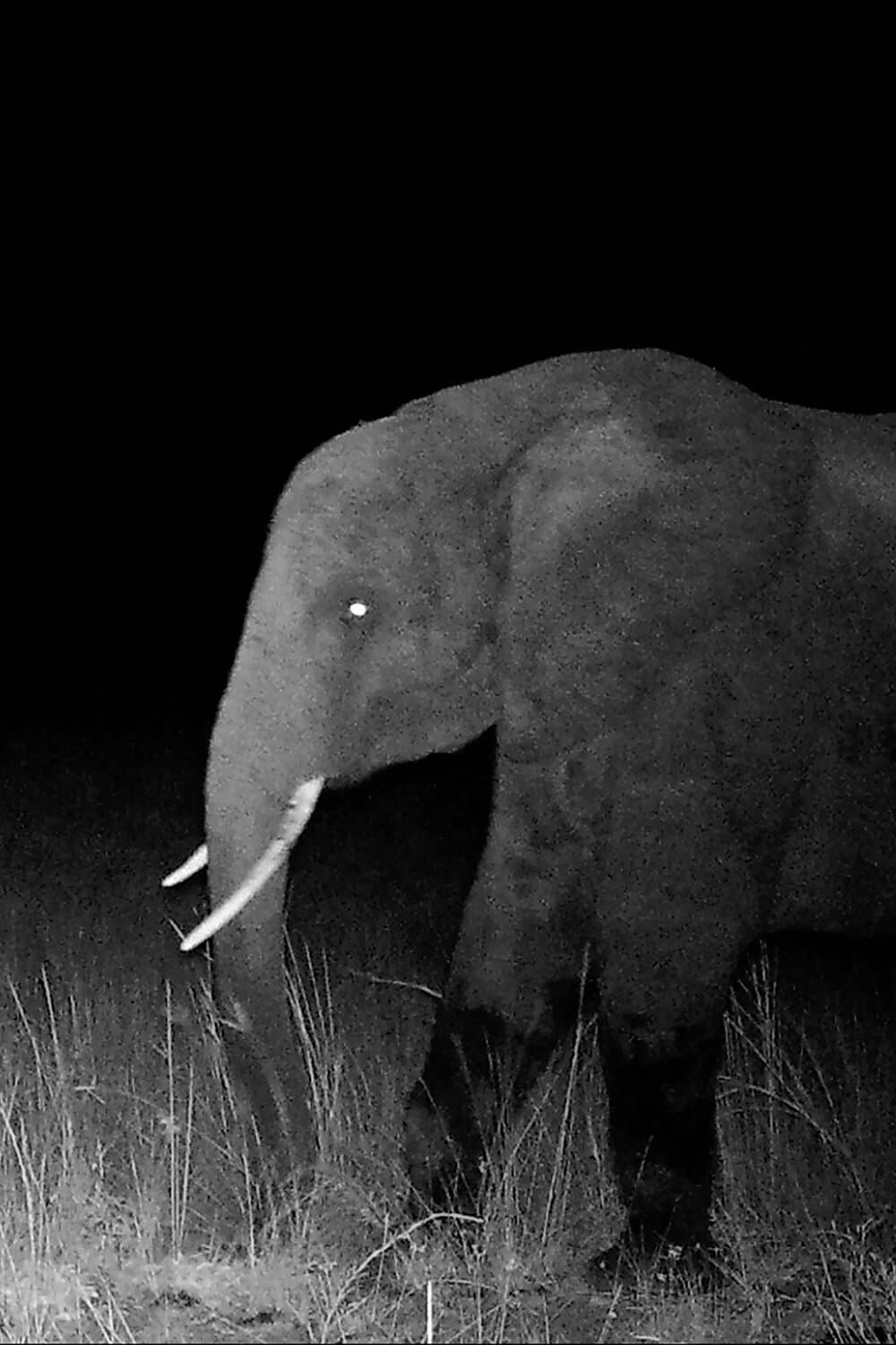 Genetics link Angola's 'ghost elephants' to populations hundreds of miles away - Phys.org