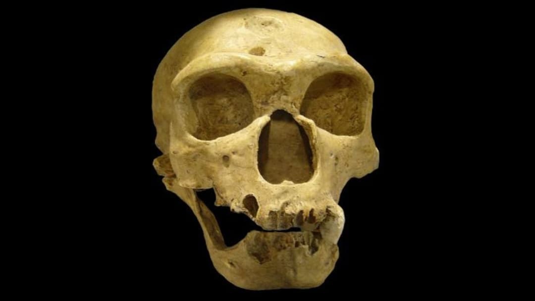 Brain Scans Reveal a Surprise About Neanderthal Intelligence - ScienceAlert