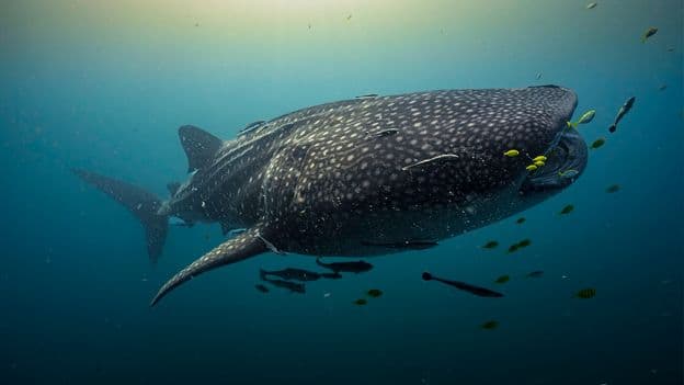 A rare baby sighting could reveal where life begins for world's largest sharks - BBC